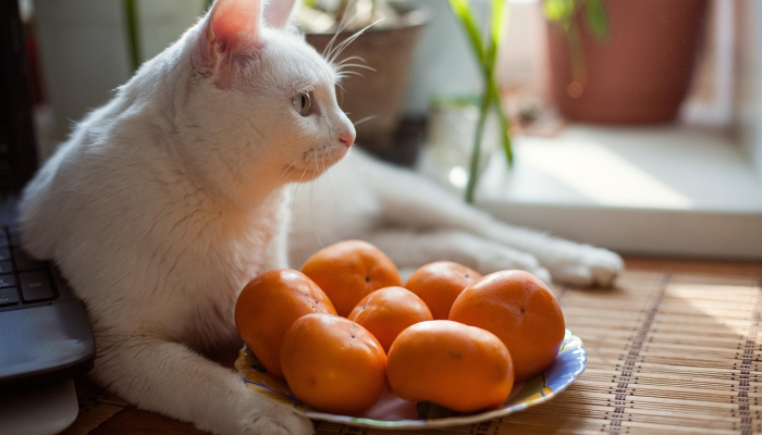 为什么要把渡渡鸟带回来? 为什么要把渡渡鸟带回来?