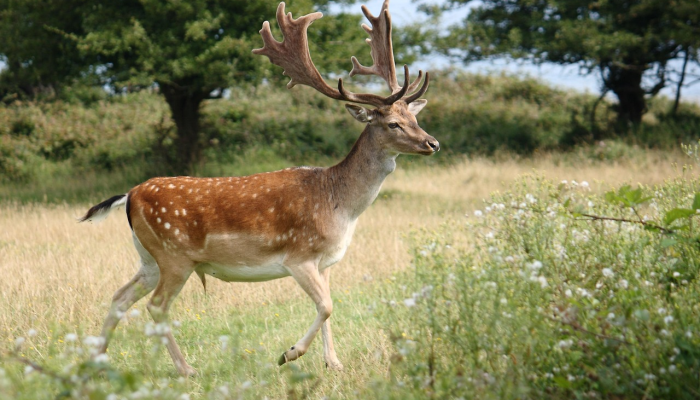 导演揭示了鹿的意义