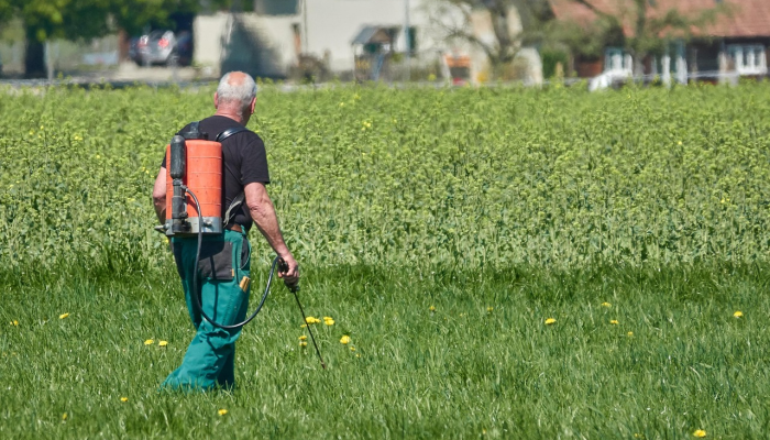 Jaya Peringat padi的农民在洪水摧毁庄稼后遭受损失 Jaya Peringat padi的农民在洪水摧毁庄稼后遭受损失