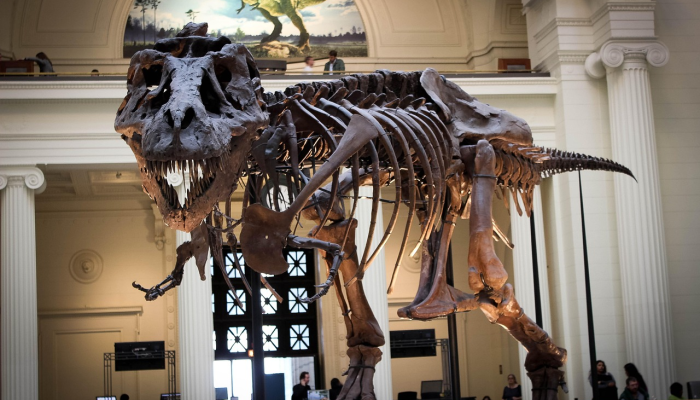 早在“古生物学”一词出现之前,非洲人就发现了恐龙化石 早在“古生物学”一词出现之前,非洲人就发现了恐龙化石