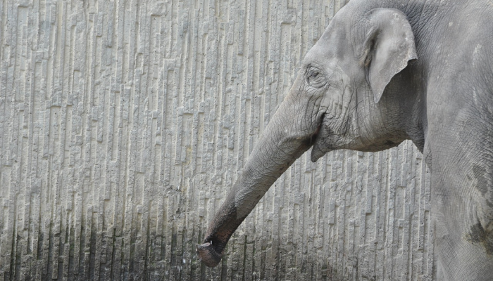 最新教你“yy比鸡系统发牌规律”(曝光透视必备猫腻) 最新教你“yy比鸡系统发牌规律”(曝光透视必备猫腻)
