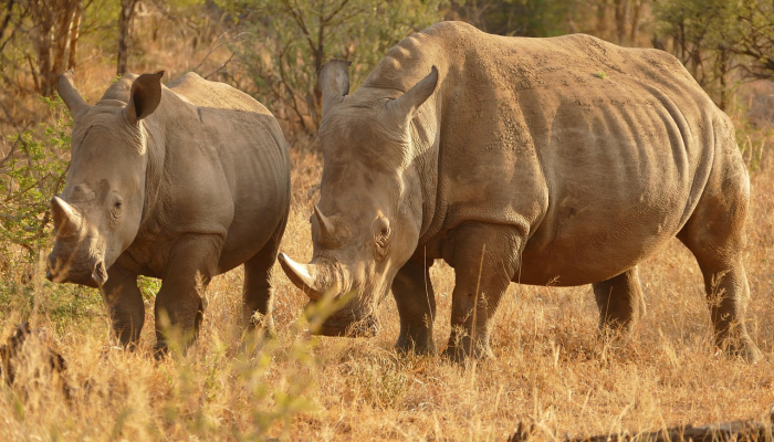 摩纳哥国王和王子参观彭亨动物保护区 摩纳哥国王和王子参观彭亨动物保护区
