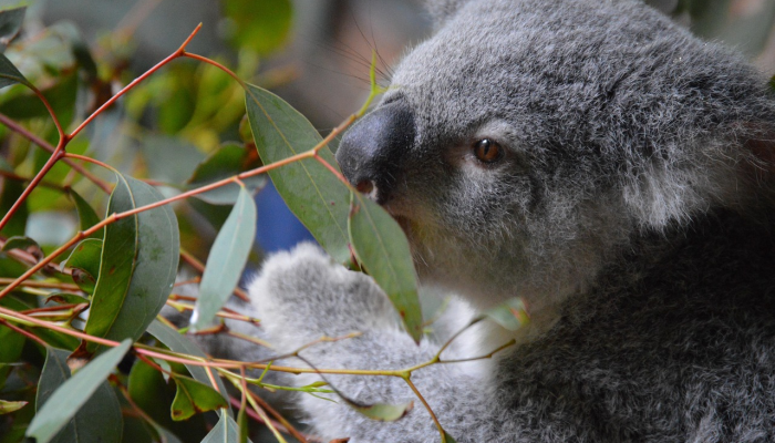玩家必看教程“赣牌圈小程序破解版!详细分享装挂步骤