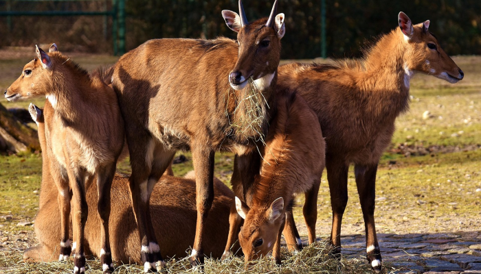 报道称,鲍里斯·约翰逊可能在英国大选前出人意料地重新当选首相 报道称,鲍里斯·约翰逊可能在英国大选前出人意料地重新当选首相