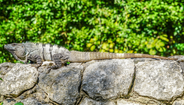 圭亚那发现了一种罕见的吃蜥蜴的动物,它长着红色的眼睛看到它 圭亚那发现了一种罕见的吃蜥蜴的动物,它长着红色的眼睛看到它