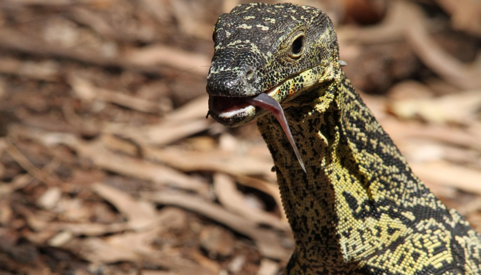 圭亚那发现了一种罕见的吃蜥蜴的动物,它长着红色的眼睛看到它 圭亚那发现了一种罕见的吃蜥蜴的动物,它长着红色的眼睛看到它