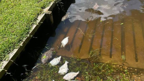 登革热和猴痘今天成为下议院的焦点 登革热和猴痘今天成为下议院的焦点