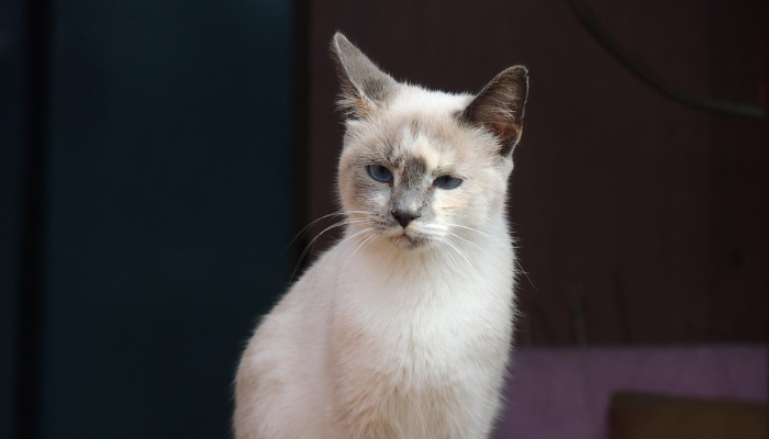 教程辅助!“白金岛红拐弯真的有挂吗”详细开挂玩法 教程辅助!“白金岛红拐弯真的有挂吗”详细开挂玩法