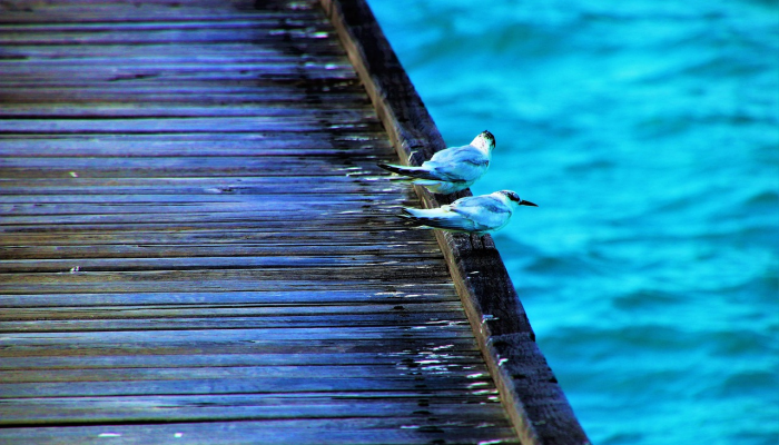 2024年奥运会：法属波利尼西亚总统建议重新规划冲浪场地