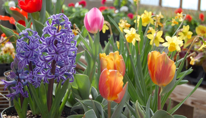 市政府对气候适应型蔬菜品种进行研究