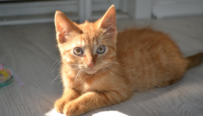 夏威夷官员称,一只狗和主人一起非法从4000级台阶上跳下 夏威夷官员称,一只狗和主人一起非法从4000级台阶上跳下