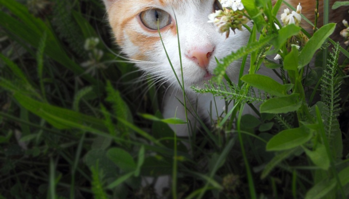 玩家辅助神器：“聚游广东麻将339开挂神器”(曝光透视必备猫腻)