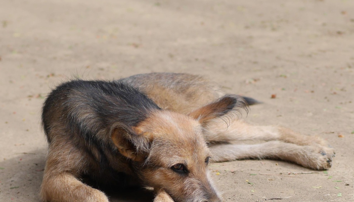 “不堪重负”:大量流浪狗的涌入促使奥兰治县动物服务机构免除了一些收养费用 “不堪重负”:大量流浪狗的涌入促使奥兰治县动物服务机构免除了一些收养费用