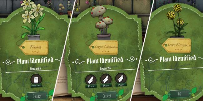 Three-plants-in-Strange-Horticulture