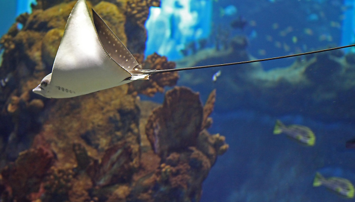 德桑蒂斯将继续飞往民主党州的移民航班 德桑蒂斯将继续飞往民主党州的移民航班