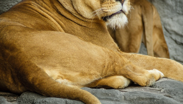 实测辅助“都莱罗松有挂吗”(曝光透视必备猫腻) 实测辅助“都莱罗松有挂吗”(曝光透视必备猫腻)