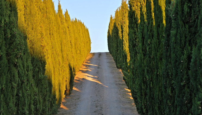 玩家必看教程“中至余干麻将有挂吗”开挂(透视)辅助教程