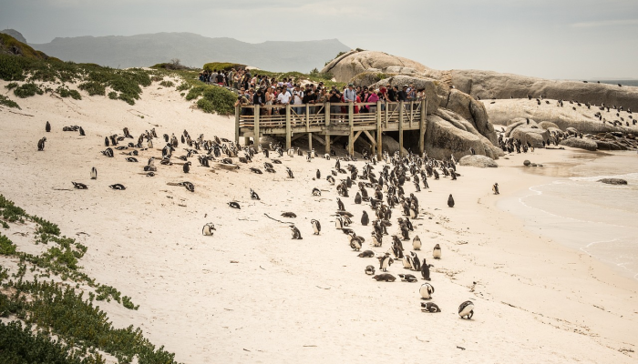辅助神器“友愉棋牌透视软件”(曝光透视必备猫腻)