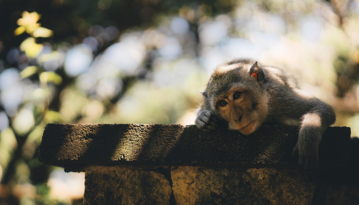 可怕的古老疾病以奇怪的动物形式卷土重来是罪魁祸首