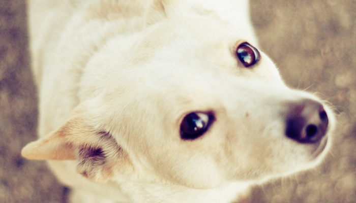 可怕的古老疾病以奇怪的动物形式卷土重来是罪魁祸首