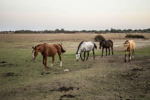 安达卢西亚：Do？ana的环境宝藏受到干旱和非法水井的威胁