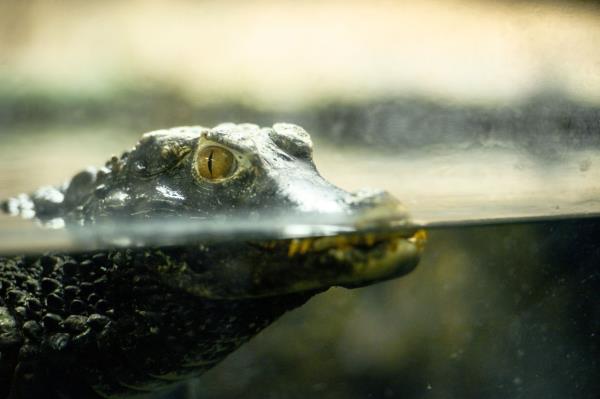 玩家辅助神器：“蜀山四川麻将小程序必赢神器”(曝光透视必备猫腻)