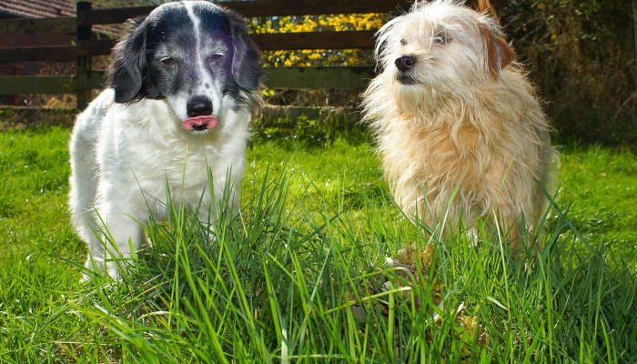 如何带着你的宠物离开阿联酋 如何带着你的宠物离开阿联酋