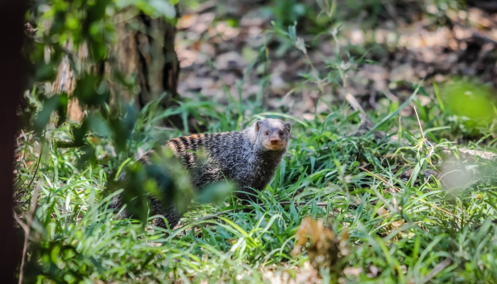 动物可以通过简单地擦拭树叶来追踪 动物可以通过简单地擦拭树叶来追踪