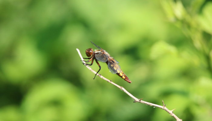 动物可以通过简单地擦拭树叶来追踪 动物可以通过简单地擦拭树叶来追踪