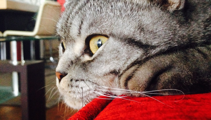 玩家辅助神器：“小程序微乐斗地主外卦神器下载”(曝光透视必备猫腻)