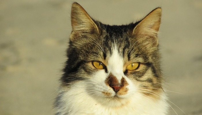 玩家辅助神器：“小程序微乐斗地主外卦神器下载”(曝光透视必备猫腻)