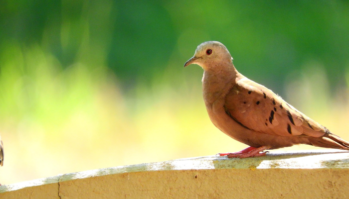 狂欢者将涌进时代广场参加一年一度的新年前夜水晶球降落活动