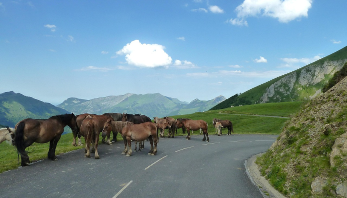 下载:Apple Vision Pro,以及AI如何判断体操 下载:Apple Vision Pro,以及AI如何判断体操