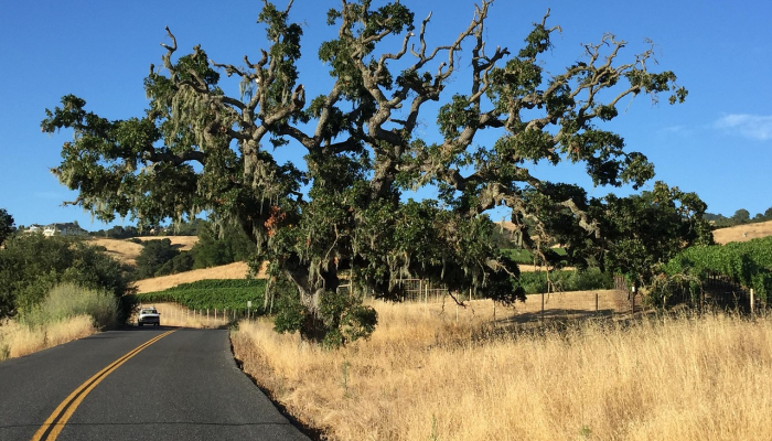 在索诺玛的121号州际公路和第八街东十字路口的环形交叉路口 在索诺玛的121号州际公路和第八街东十字路口的环形交叉路口