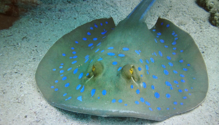 佛罗里达州的一种海洋生物出现了类似鹿角的“罕见”突变是什么引起的? 佛罗里达州的一种海洋生物出现了类似鹿角的“罕见”突变是什么引起的?