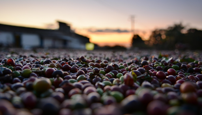 以毒攻毒:加州大火得到控制 以毒攻毒:加州大火得到控制