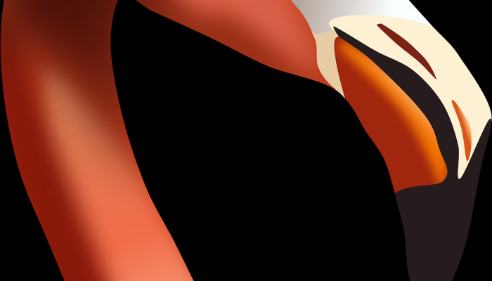 在外滩发现的热带粉红色火烈鸟他们是怎么到北卡罗来纳的？