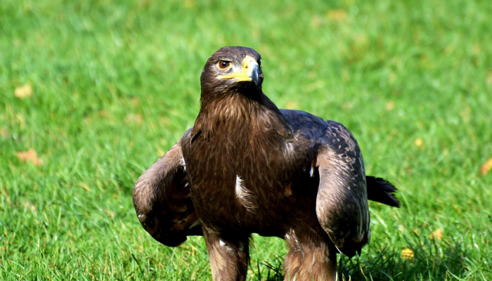 辅助神器“新青鸟有挂吗”详细开挂玩法 辅助神器“新青鸟有挂吗”详细开挂玩法