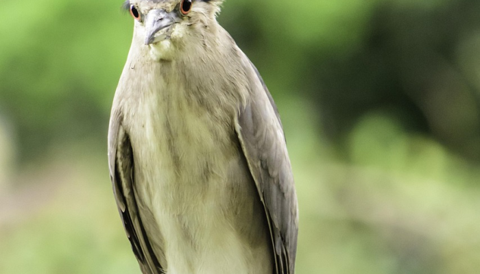 辅助神器“新青鸟有挂吗”详细开挂玩法 辅助神器“新青鸟有挂吗”详细开挂玩法