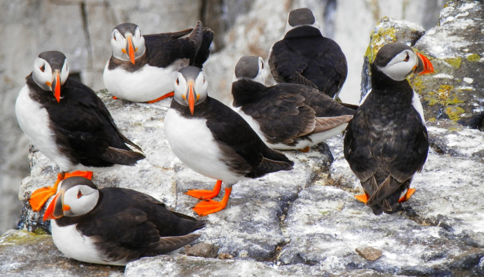 辅助神器“新青鸟有挂吗”详细开挂玩法 辅助神器“新青鸟有挂吗”详细开挂玩法
