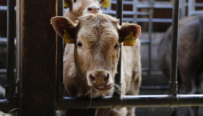 玩家辅助神器:“哈狗牛牛老是输!分享用挂教程 玩家辅助神器:“哈狗牛牛老是输!分享用挂教程