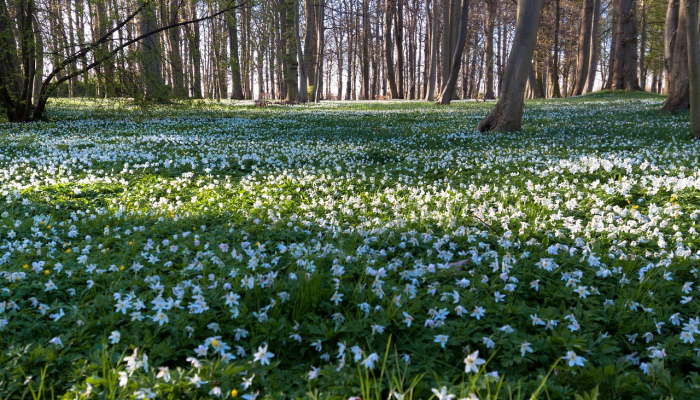 加州现在几乎没有干旱，但我们一直在浪费这么多雨水