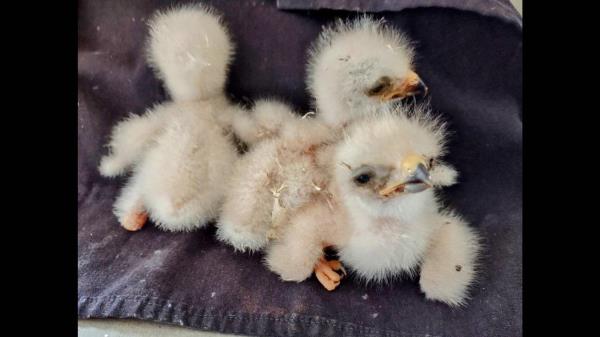 辅助神器“广西友乐麻将有挂是真的吗”开挂(透视)辅助教程 辅助神器“广西友乐麻将有挂是真的吗”开挂(透视)辅助教程