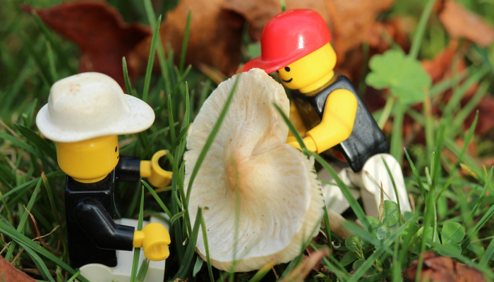 农场工人否认在蘑菇农场杀害7人 农场工人否认在蘑菇农场杀害7人