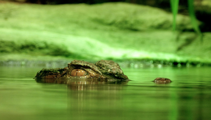推荐一款”佛手在线可以开挂吗”(原来确实是有挂) 推荐一款”佛手在线可以开挂吗”(原来确实是有挂)