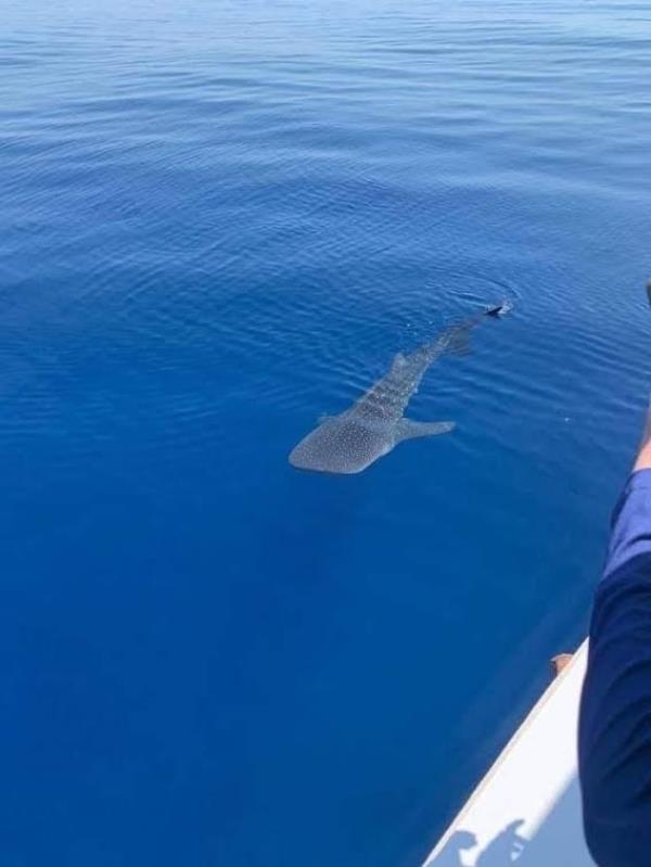 最新教你“财神十三水怎么才能拿到好牌”(曝光透视必备猫腻) 最新教你“财神十三水怎么才能拿到好牌”(曝光透视必备猫腻)