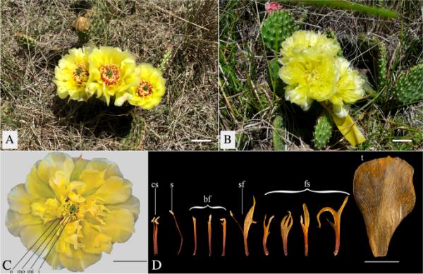 同步加速器微型计算机断层扫描揭示了平原多刺梨仙人掌中雄蕊的三维结构和起源(仙人掌科)