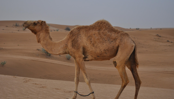 卡塔尔是举办世界级赛事的目的地 卡塔尔是举办世界级赛事的目的地