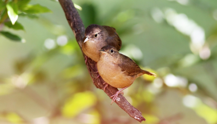 印度国家情报局查获参与2015年乌丹布尔袭击印度边防部队车队的虔诚军特工的身份|独家报道 印度国家情报局查获参与2015年乌丹布尔袭击印度边防部队车队的虔诚军特工的身份|独家报道
