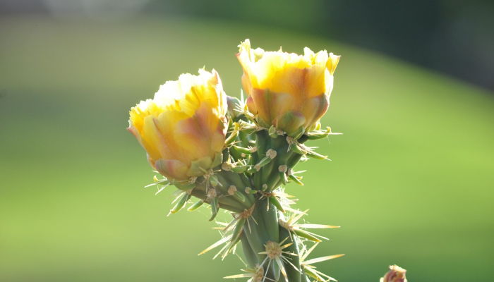 发掘古代农业:在亚利桑那州发现的罕见的接触前龙舌兰物种 发掘古代农业:在亚利桑那州发现的罕见的接触前龙舌兰物种